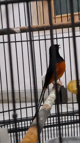 Murai Batu Gacor  #muraibatu #muraibatugacor #muraibatuindonesia #kicaumania #kicaumaniaindonesia 