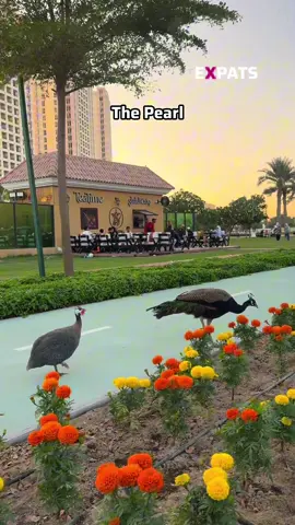 Peacock spotted at The Pearl