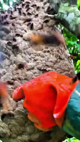 #รังต่อบนต้นไม้เป็นโครงสร้างทางธรรมชาติที่น่าทึ่ง แต่ก็อาจเป็นอันตรายได้หากอยู่ใกล้บริเวณที่อยู่อาศัยของมนุษย์ ต่อจะสร้างรังโดยใช้ เยื่อไม้ที่เคี้ยวผสมกับน้ำลาย ทำให้รังมีลักษณะคล้ายกระดาษหรือลูกโป่งทรงกลม และมักจะสร้างในที่โล่งแจ้งบนกิ่งไม้ใหญ่หรือบริเวณที่สงบ 