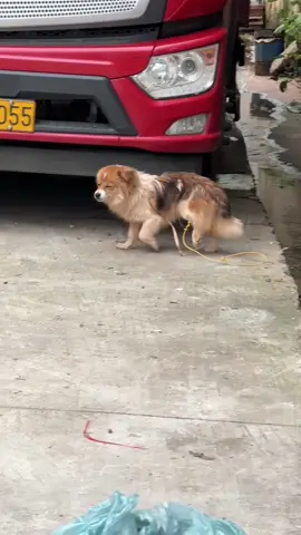 #dog #trending #fyp #xuhuong #pet 