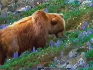 burps and rubs belly and rolls around as a pleasantly plump bear #grizzlybear #kodiak #141 #saveourplanet #ᛉ 