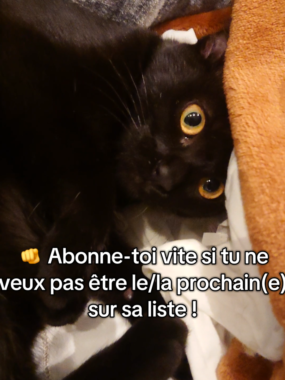 Quand Meyka choisit ton pyjama comme victime… personne n’est en sécurité 😼 🫵 Abonne-toi vite si tu veux pas être le/la prochain(e) !! 😈 #blackcat #funnycat #cutecat #drole #catlover 