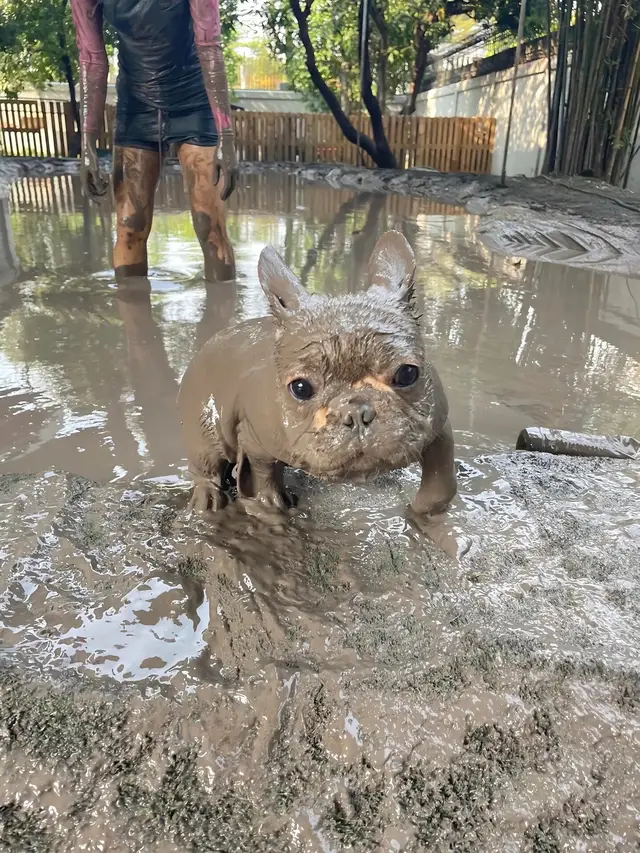 Cute 🥰 #CuteDogs #frenchie #puglife 