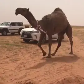 #اكسبلور #الشعل #الصفر #fyp #trend 