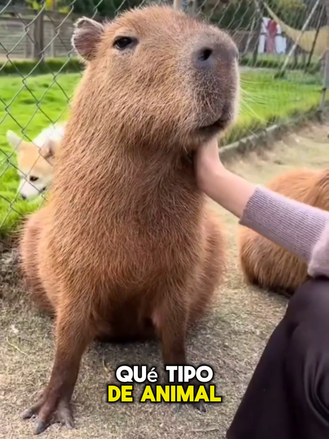 conocías estos animales? siguenos para más vídeos #animales #seresvivos #datoscuriosos #viral #parati 