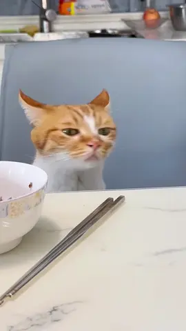 Smell #pet #cat #gato #catsoftiktok #cuteanimals 