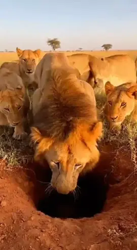 MR WARTHOG GAME 😂