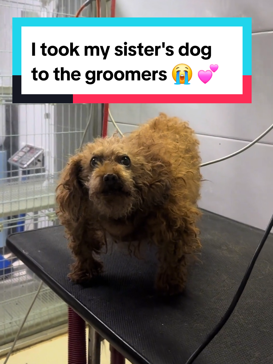 I took my sister's dog to the groomers 😭 💕 #cutepets 