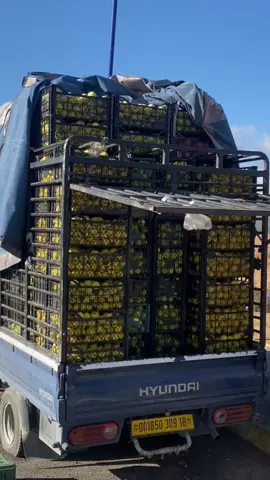 #بسم_الله_ماشاء_الله♥️ #خنشلة  #الشعب_الصيني_ماله_حل😂😂  #tik #fypシ゚ 