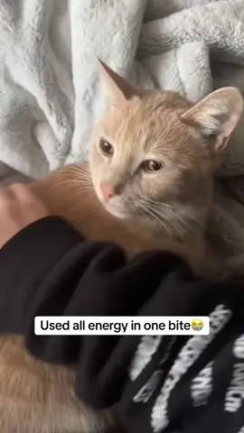 Used all energy in one bite  #fyp #cat #cats #funny #viral #memes 