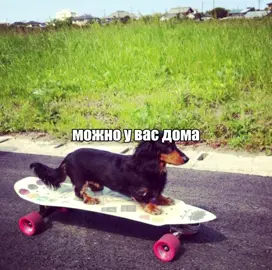 можно у вас дома я буду снупидогом…// #song #песня #такса #lyrics_song #футажстекстом 