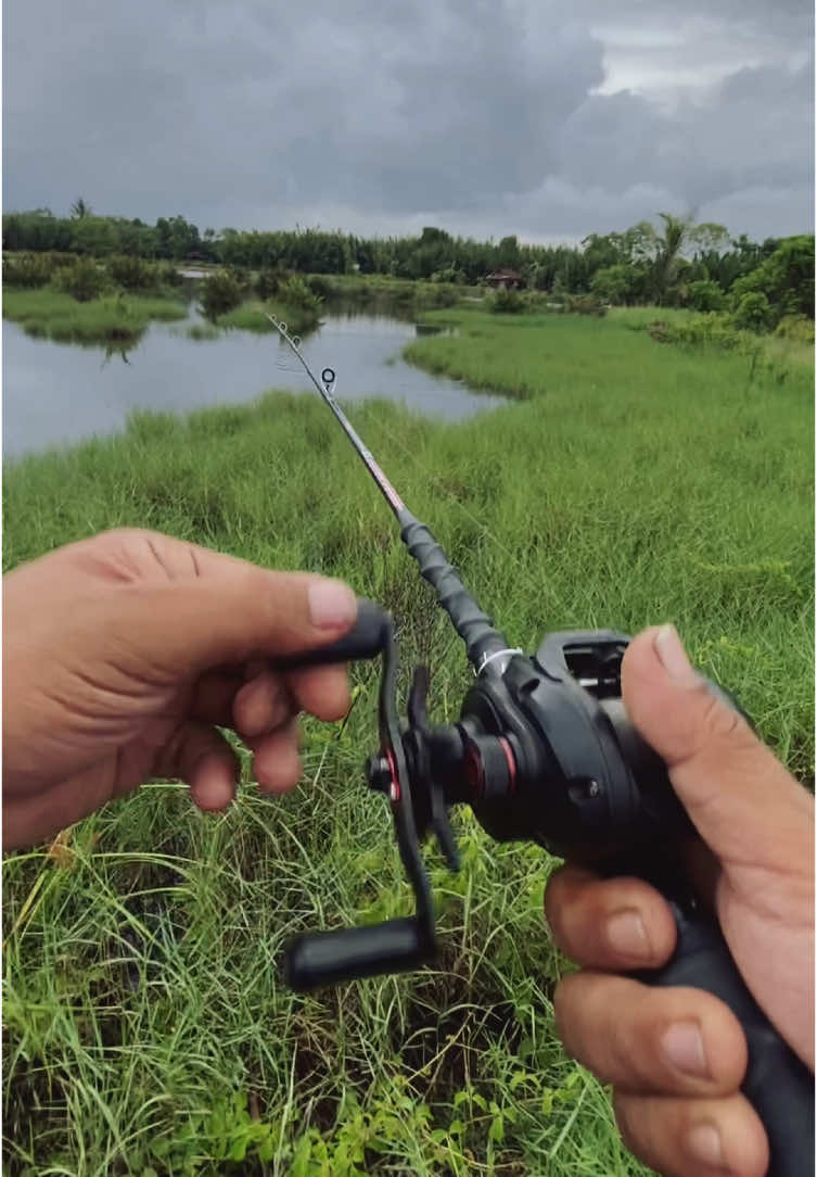 Nikmati walau hanya menyambar 🙃 🎣 #gabusbabon #snakehead #mancingliar #topwater #snakeheadfish #shikarisnakey #fyppppppppppppppppppppppp 