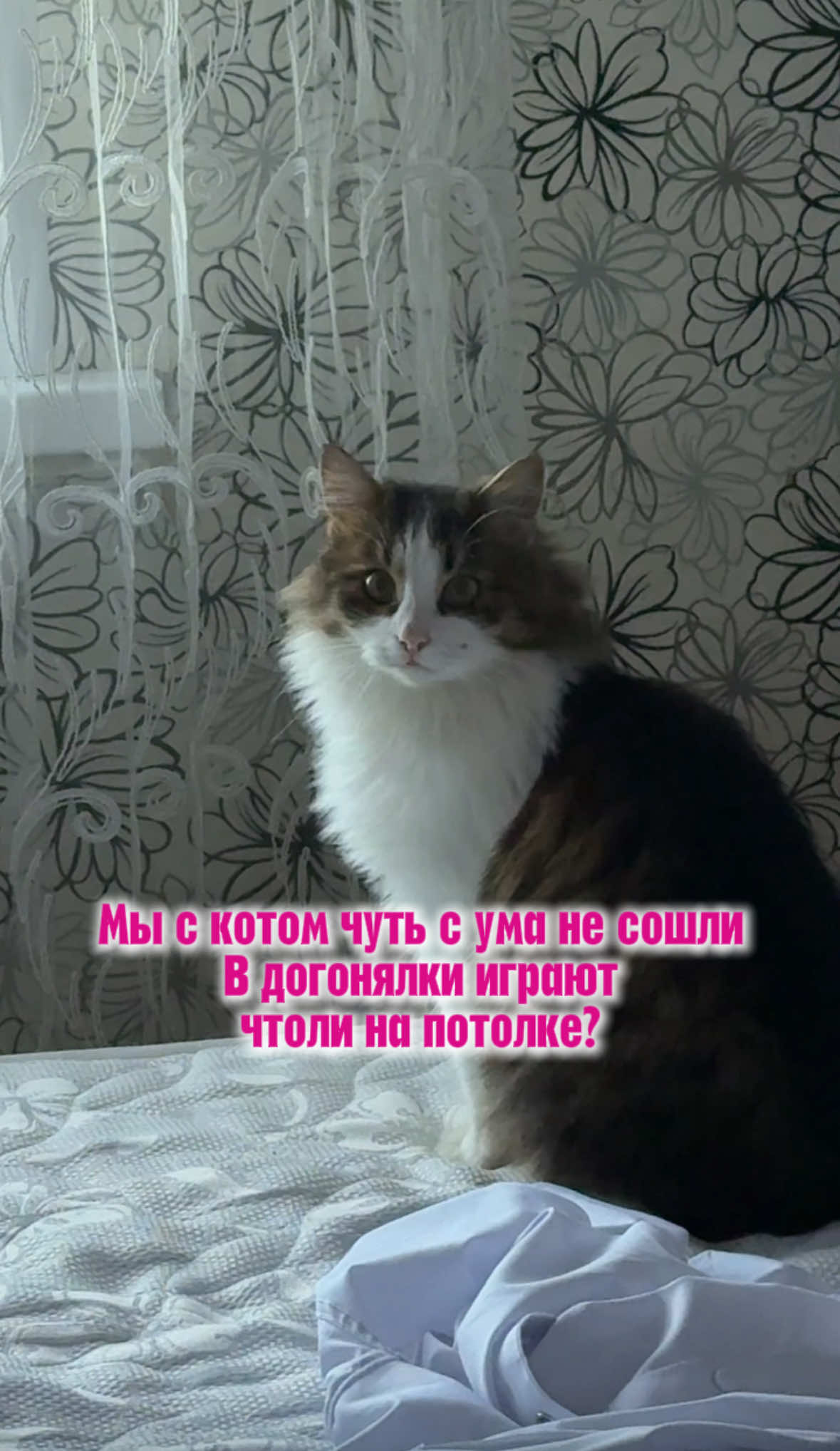 Мыши на батуте 