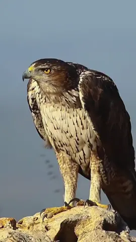 #🔥 #🦅 #zako😎 #اكسبلور #capcut 