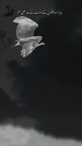 #Eagle #king  #unfreezemyacount  #trendingsound  #400kviews❤️😎  @🤞 MR🤞 SINGLO1150 