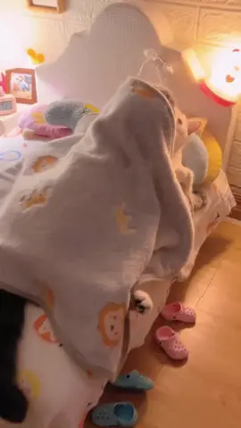 Romantic Cats Living Their Love Story 😻💞 #catlovers #catvideos #catsoftiktok #cutecats #funnycats