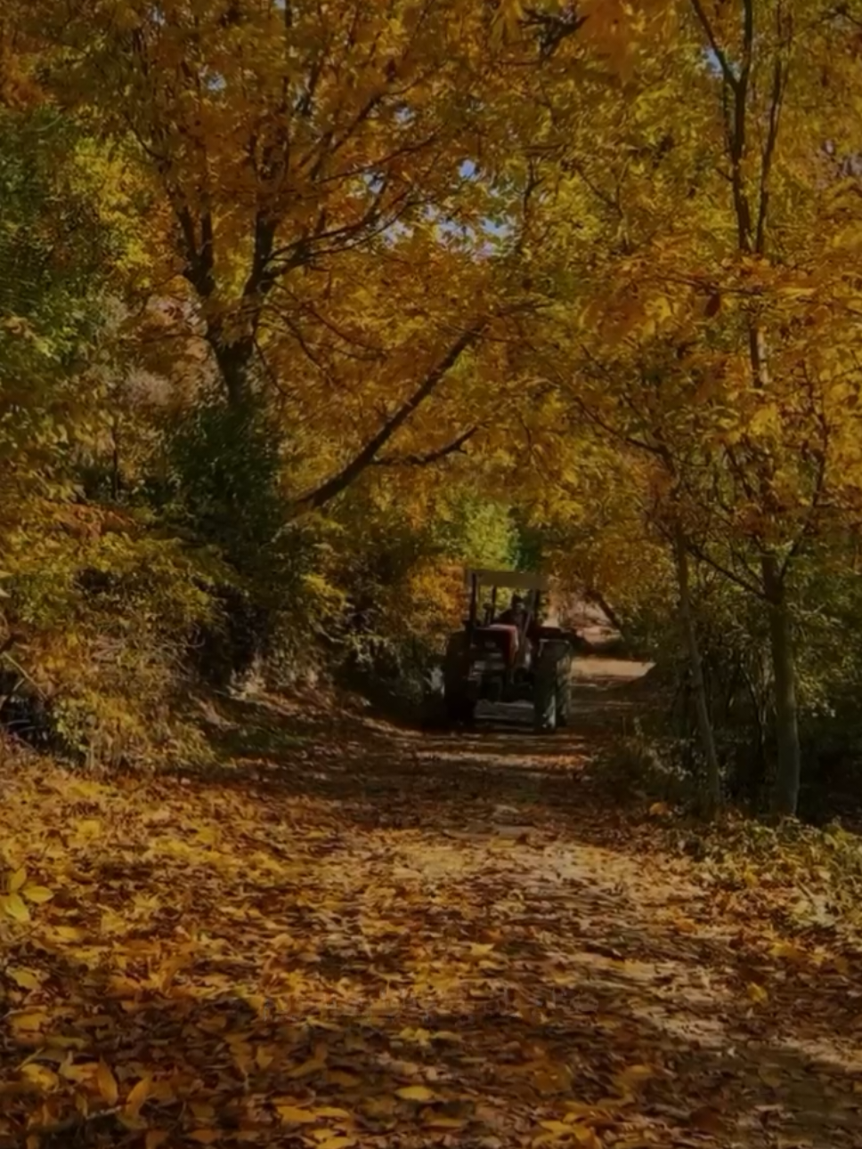 هەتا جوان بووم ئاوا پیر نەبووم  #CapCut #foryou #kurdish #viral #actives? 