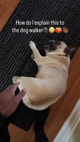 How do I explain this to the dog walker?! 😳🍑👋🏾 #frenchbulldog #talkingdog #funnydog #happydog