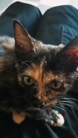 #tik26___ #رياضة_التكرار 