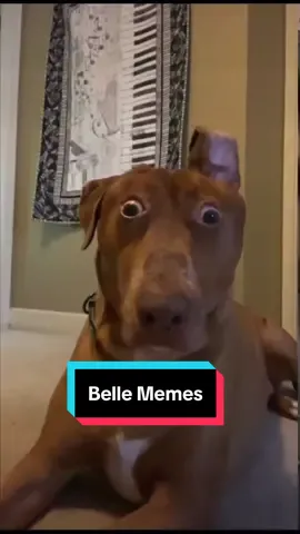 Belle takes a look at some of the memes of her classic looks. There are probably more that we missed! She has done well. 
