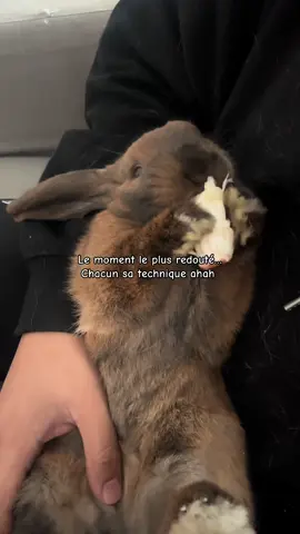 Une épreuve 😂 #bunnylife #bunny #funny #lapin #rabbit 