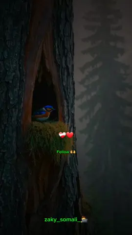 waa darsi nolosha kamida_🫶❤️‍🩹🔥_#sheekhmustafe #motivation #zaky_somali #zaky_somali_🧑‍💻 