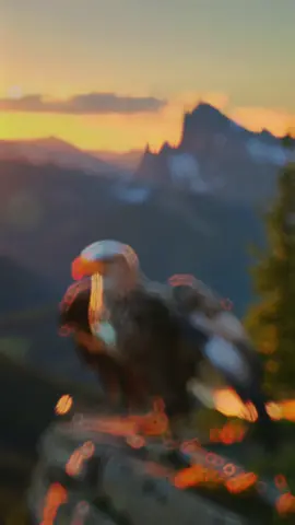 Hör dir das jeden Morgen an.. #motivationdeutsch #deepwords #herausforderung #fyp #deepquotes 