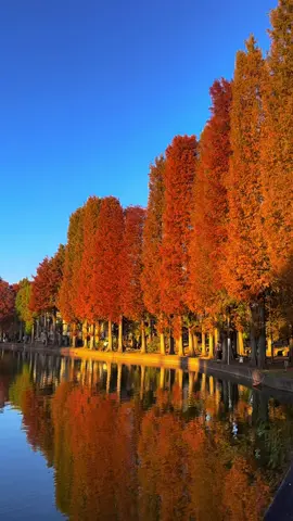 またいつか未来で会いましょう🍁🍂  #autumn #momiji #jepang #jepang #jisshusei🇮🇩x🇯🇵 