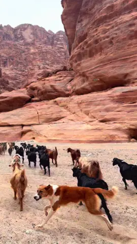 #اكسبلوررر #الديسه_تبوك_ضباء_شواق_اكسبلور🤍 #الديسه_تبوك 