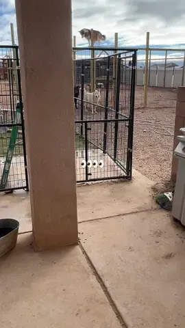 When referring to containment, it is not a one-size-fits-all deal. While some Wolfdogs don’t climb 8 feet high, others may. I’m not going to go higher with her because I dont want her to get hurt. So spidey-girl here will likely always need a roof over her head. Lowest content. Crazy climber. She can unlock and open doors, as well as sliding glass doors. 🐺.   #keeperofthewolves #foryoupage #packpeculiar #savewolves #wolves 