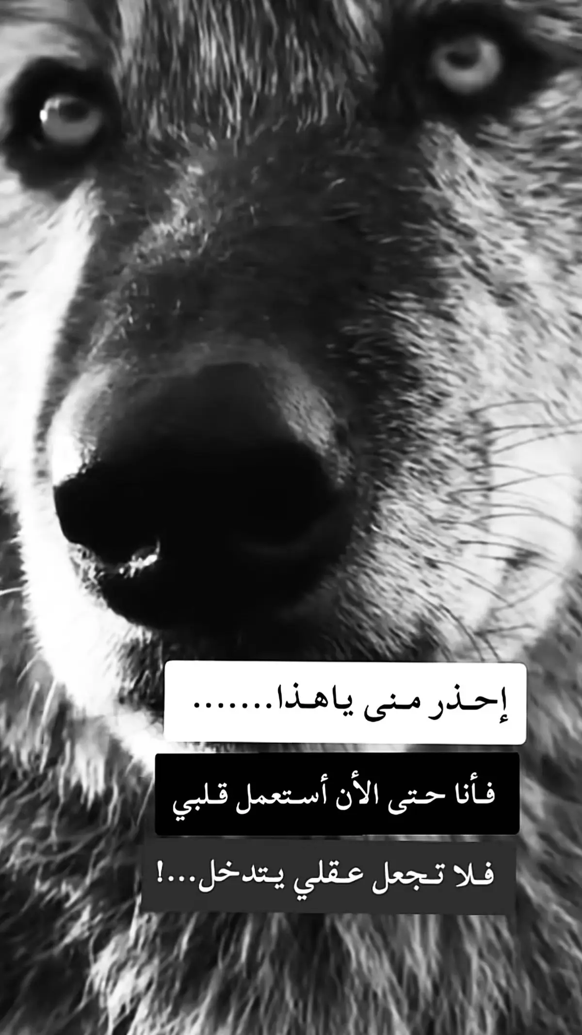 #مجرد_ذووقツ🖤🎼 #مجرد________ذووووووق🎶🎵💞 #اكسبلورexplore #اكسبلور #امريكا 