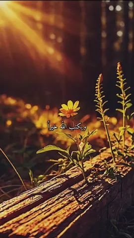 #توكلت_على_الله_وكفى_باالله_وكيلا #اللهم_أستجب_لنا_كل_دعوة_دعونا_بها #من_يتقي_اللهّ_يجعل_لهُ_مخرجه #اللهم_هون_علينا_حمل_الحياة_وثقلها #تصميم_فيديوهات🎶🎤🎬 