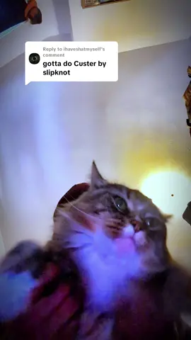 Replying to @ihaveshatmyself #fyp #cats 