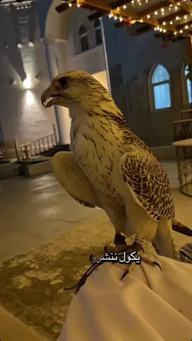 #احذر_الحر_تامر_البدوي #fyp 