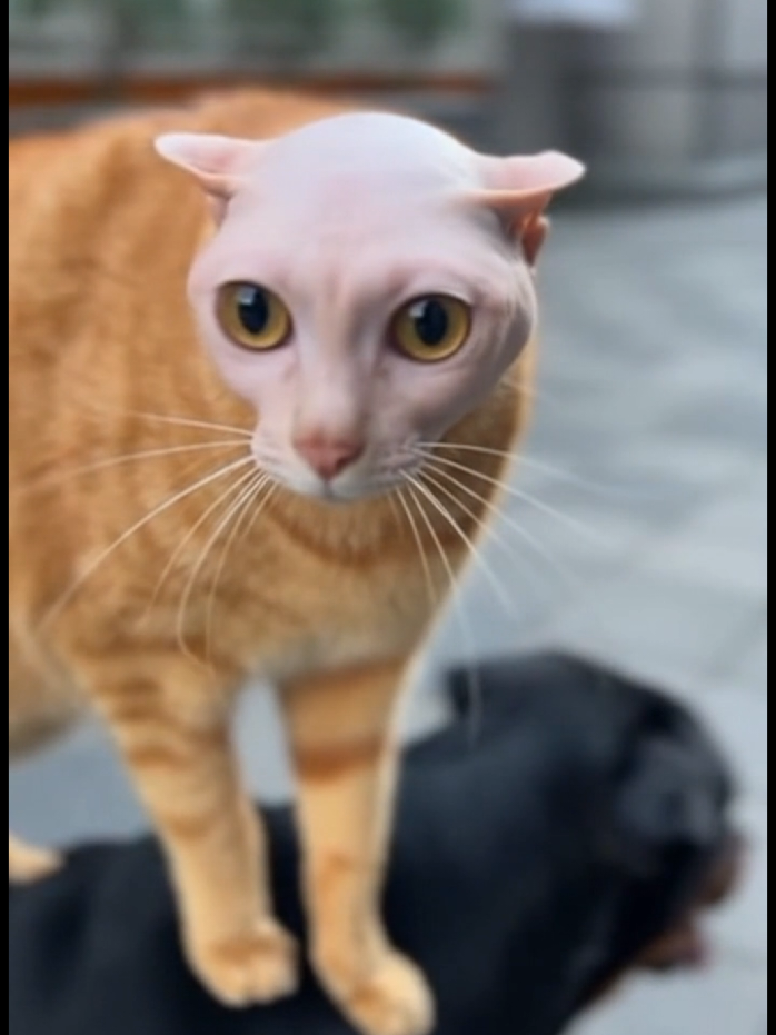 Watch completely! Who’s the real comedy king — Dog, Cat, Monkey or Lion? 😹👑