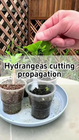 🌸This is the easiest and fastest way to root hydrangeas🌸 #garden #houseplants #plants #gardening #hydrangeas 