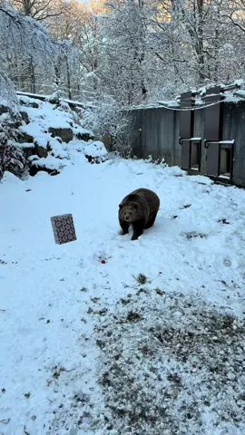 Everyone loves Christmas gifts, even bears 🎁 🐻  #skånesdjurpark #brownbear #christmas #christmasgift #fyp 