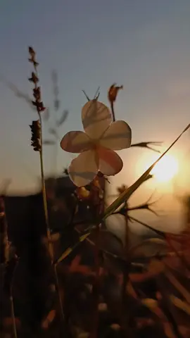 خَتَمتُ عَلى وِدادِكَ في ضَميري #اناشيد_رآئعة #بدون_موسيقى #عبارات_شفافية_جاهزة_للتصميم #مالي_خلق_احط_هاشتاقات #💔🥀 