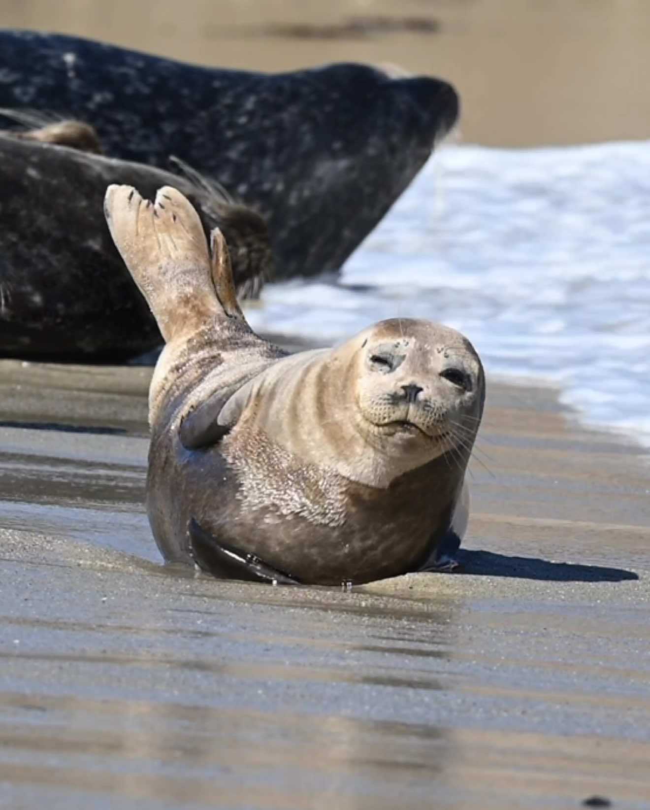 Cute seals on the beach #seal #sealtok 
