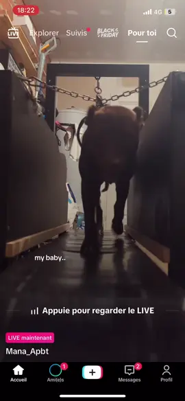 my baby.. #dog #pourtoi 