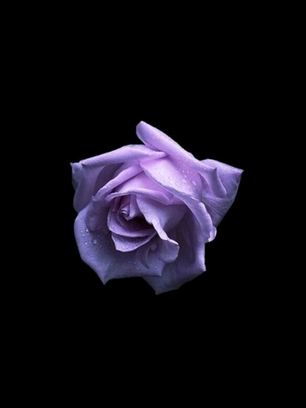 I need a gangsts*🗣️🎶 این اهنگو رو داری؟!  .  .  .  #lyrics #lyricvideo #music #fyp #foryou #persianmusic #songlyrics #sadvibes #tiktokmusic 