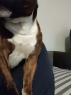 #staffordshirebullterier #wardog #hippiehater #trvekvlt 