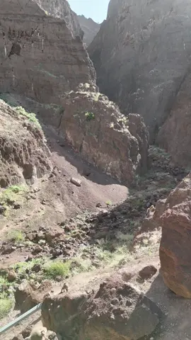 #البابون #قرود 