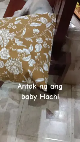 #PetsOfTikTok #shihtzu #furbaby #creatorsearchinsights #trend 