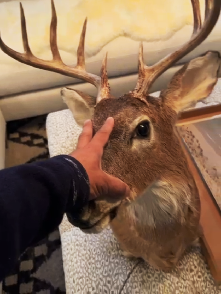 #ñaños #fyp #🇪🇨 #cachudo #🦌 