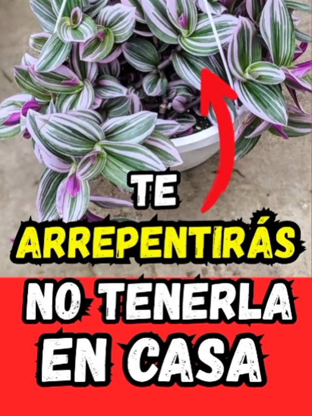 🌿ESTA PLANTA OCULTA UN SECRETO QUE CASI NADIE CONOCE. Descubre por que la planta Tradescantia, conocida como Amor de Hombre, se ha vuelto viral. Muchos la usan solo como adorno, pero pocos saben los sorprendentes beneficios que guarda para la salud, el hogar y la energia del ambiente. Este short te revela por que esta planta vale oro y por que deberias tenerla en tu casa cuanto antes. #PlantasMedicinales #Tradescantia #AmorDeHombre #PlantasQueCuran #JardineriaFacil