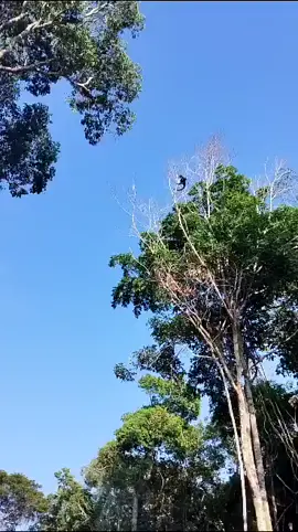 #natureza #mundoanimal #reels #tiktok 