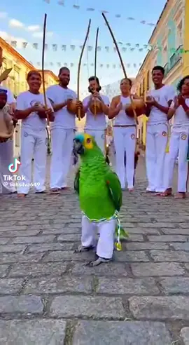 #papagaio capoerista #papagaio #roda de capoeira 
