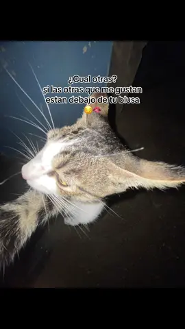 ¿Cual otras? și las otras que me gustan estan debajo de tu blusa 👅 #fyp #Viral #amorgatos #gatostiktok #gatos 