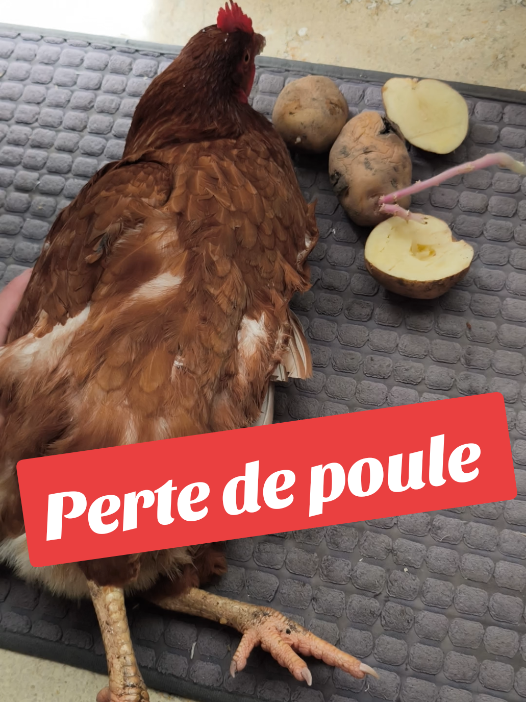 Je suis en train de perdre ma poule à cause d'une chose que je n'aurais pas dû faire ! attention à ce que vous donnez à manger à vos poules #poules2brou #poules #poulailler 